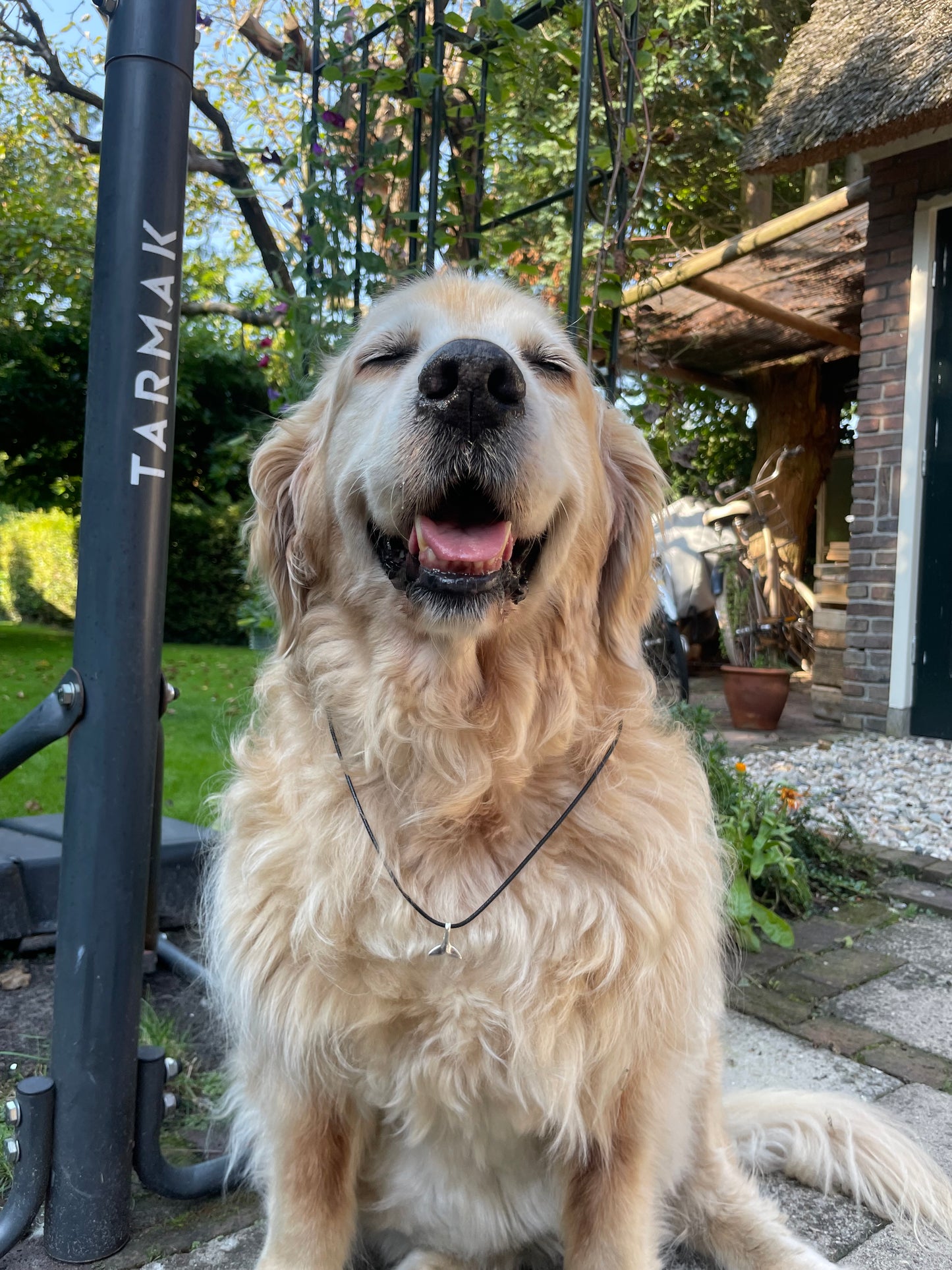 Whale Tail Necklace 🐋 x