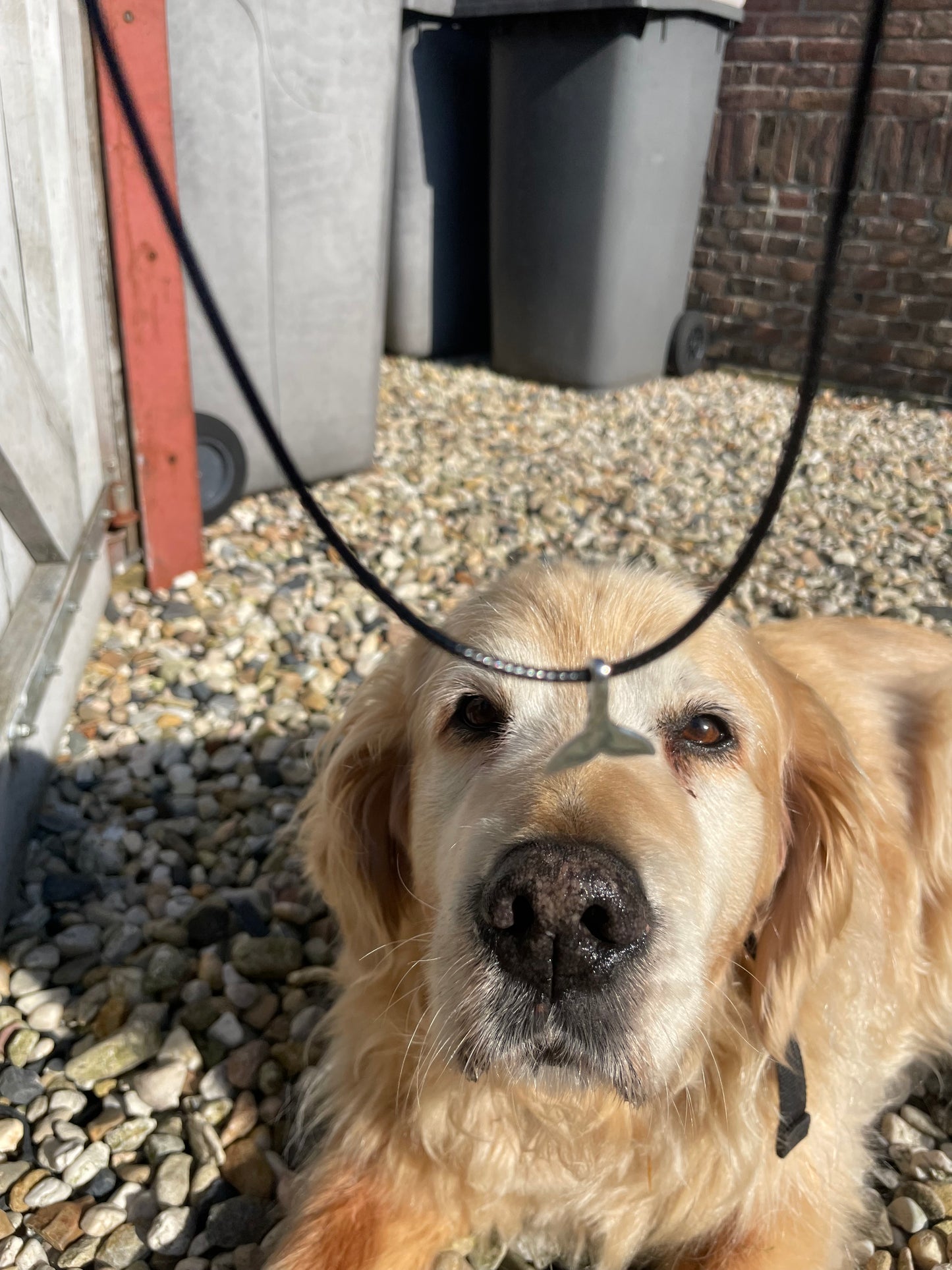 Whale Tail Necklace 🐋 x